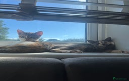 Domestic Shorthair cats for sale: 2 female cats  - Image 1