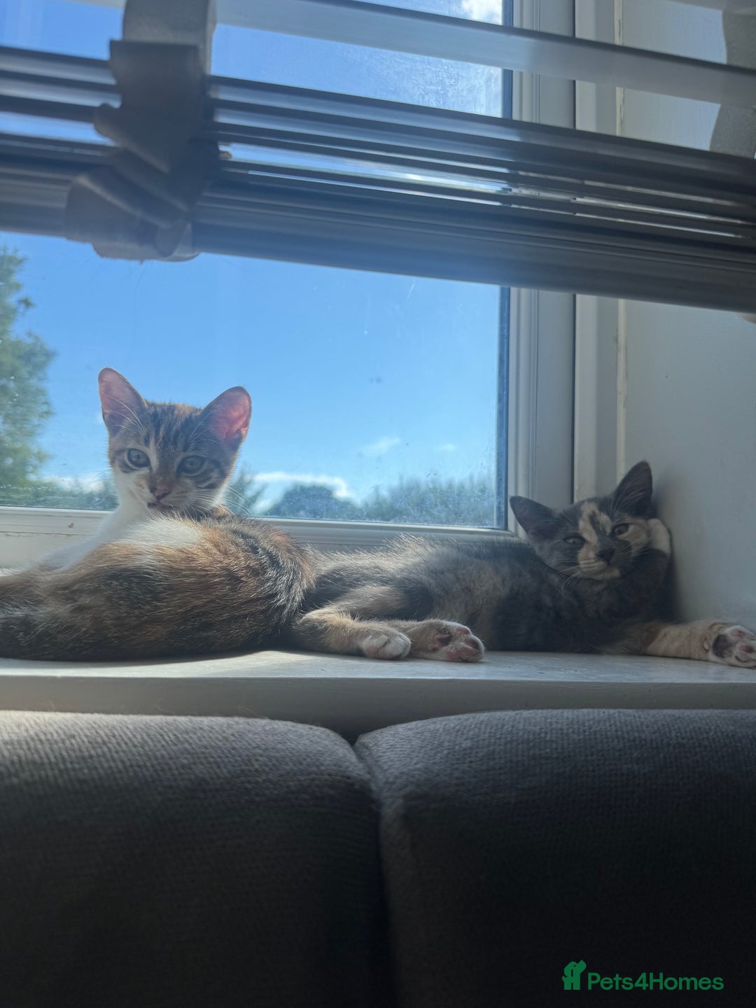 Domestic Shorthair cats for sale: 2 female cats  - Image 1