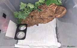 Gecko reptiles for sale: Crested gecko adult and baby - Image 12