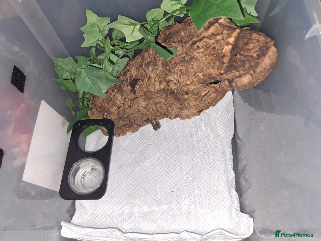 Gecko reptiles for sale: Crested gecko adult and baby - Image 12