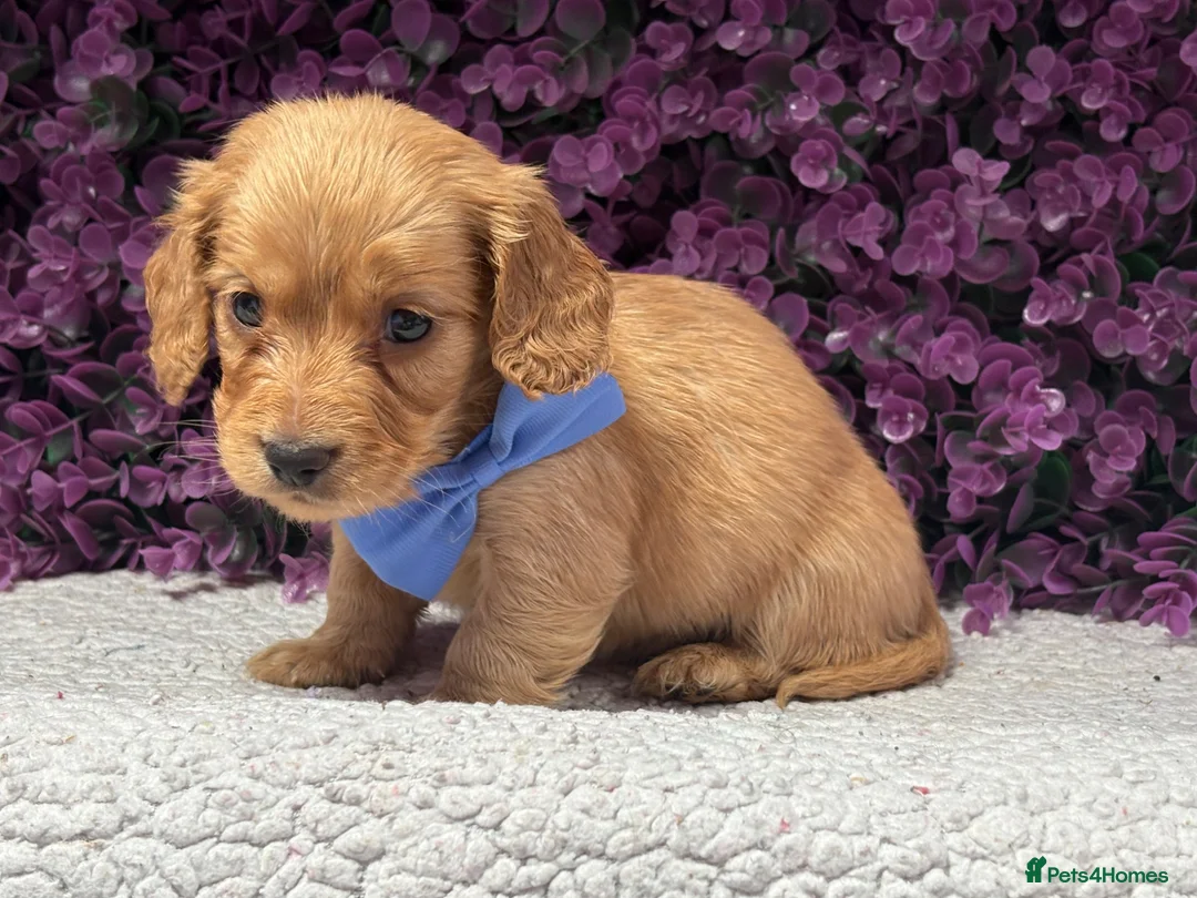 Miniature Dachshund dogs for sale: 🐾💜 EXCEPTIONAL KC MINIATURE DACHSHUND PUPS - Advert 8