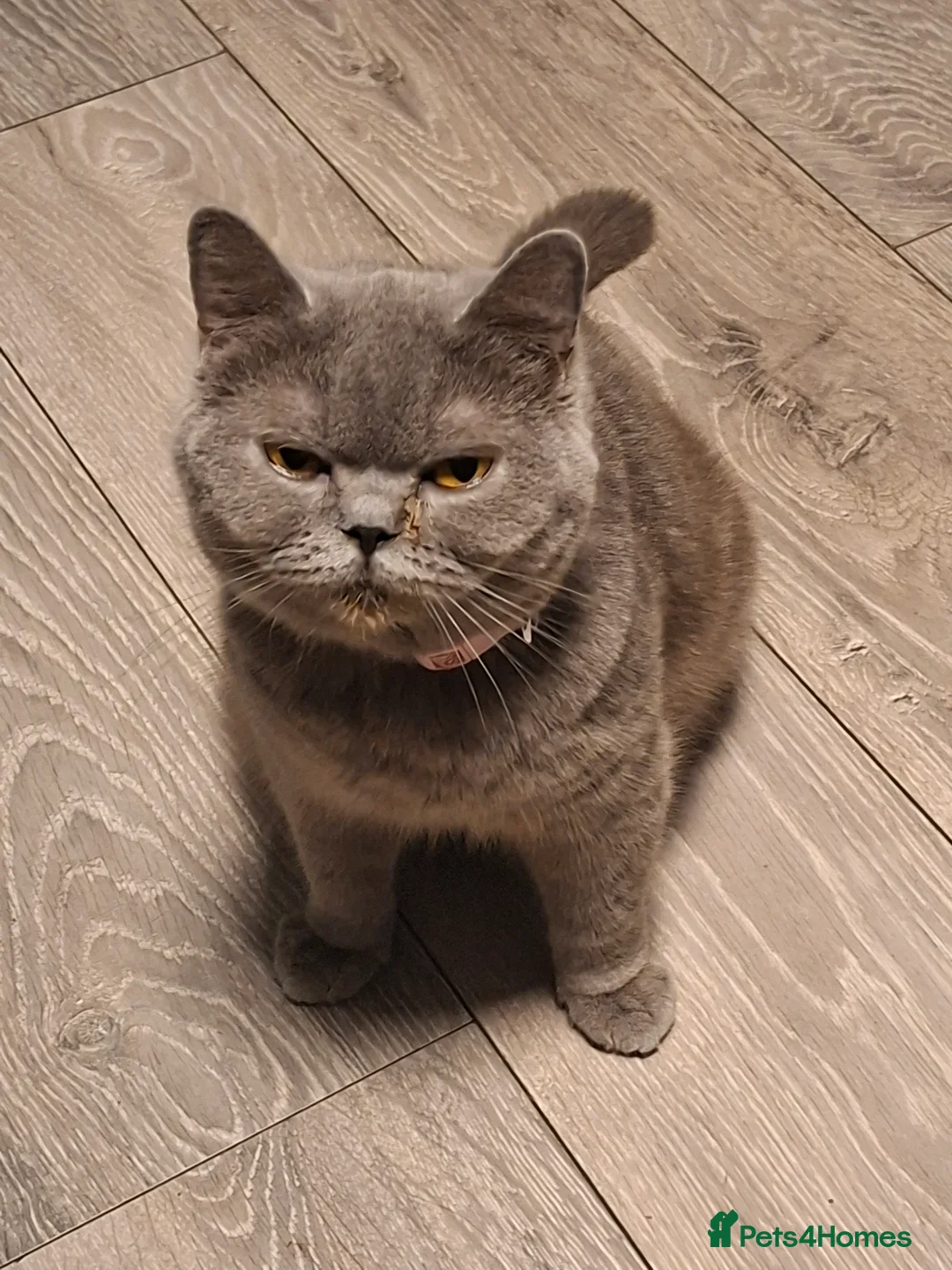 British Shorthair cats for sale: British Blue Looking for New home in Ebbw Vale - Advert 7