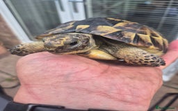Tortoise reptiles for sale: Spurthigh tortoise - Image 6