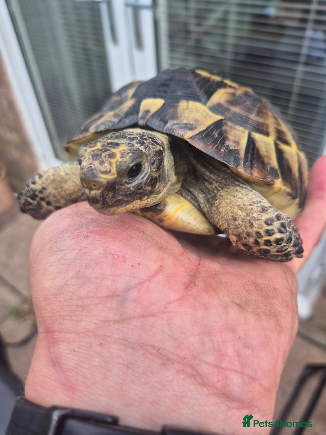 Tortoise reptiles for sale: Spurthigh tortoise - Image 6