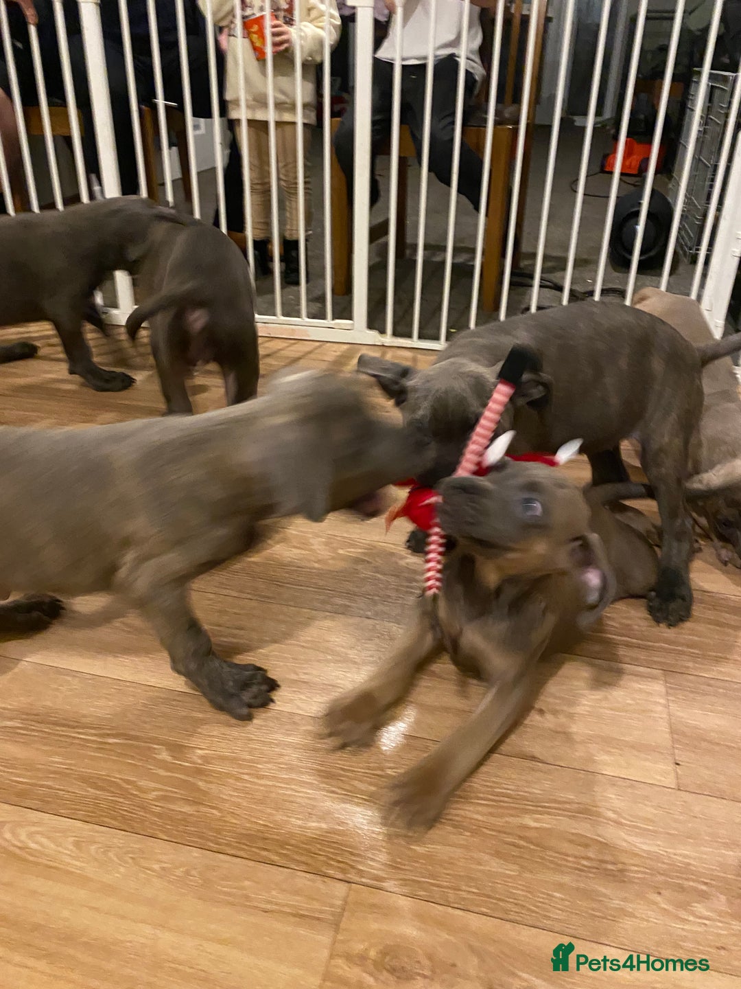 Cane Corso dogs for sale: Purebred Cane Corso Brindle Boy - Advert 4