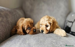 Cavapoo dogs for sale: Delightful Cavapoo puppies - Image 4