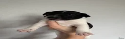 Jack Russell dogs for sale: Jack Russell pups - Advert 6