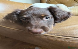 Sprocker dogs for sale: 3 beautiful sprocker pups left - Image 4