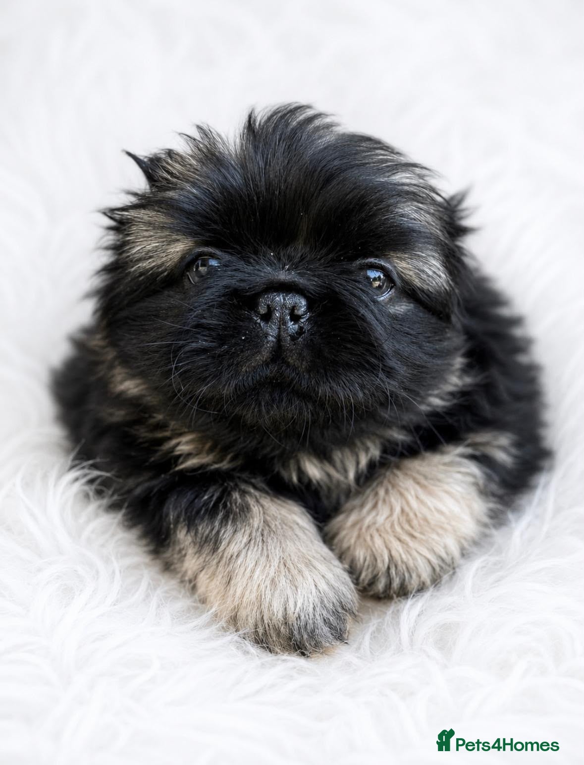 Mixed Breed dogs Outstanding Pekingese puppies  - Advert 16