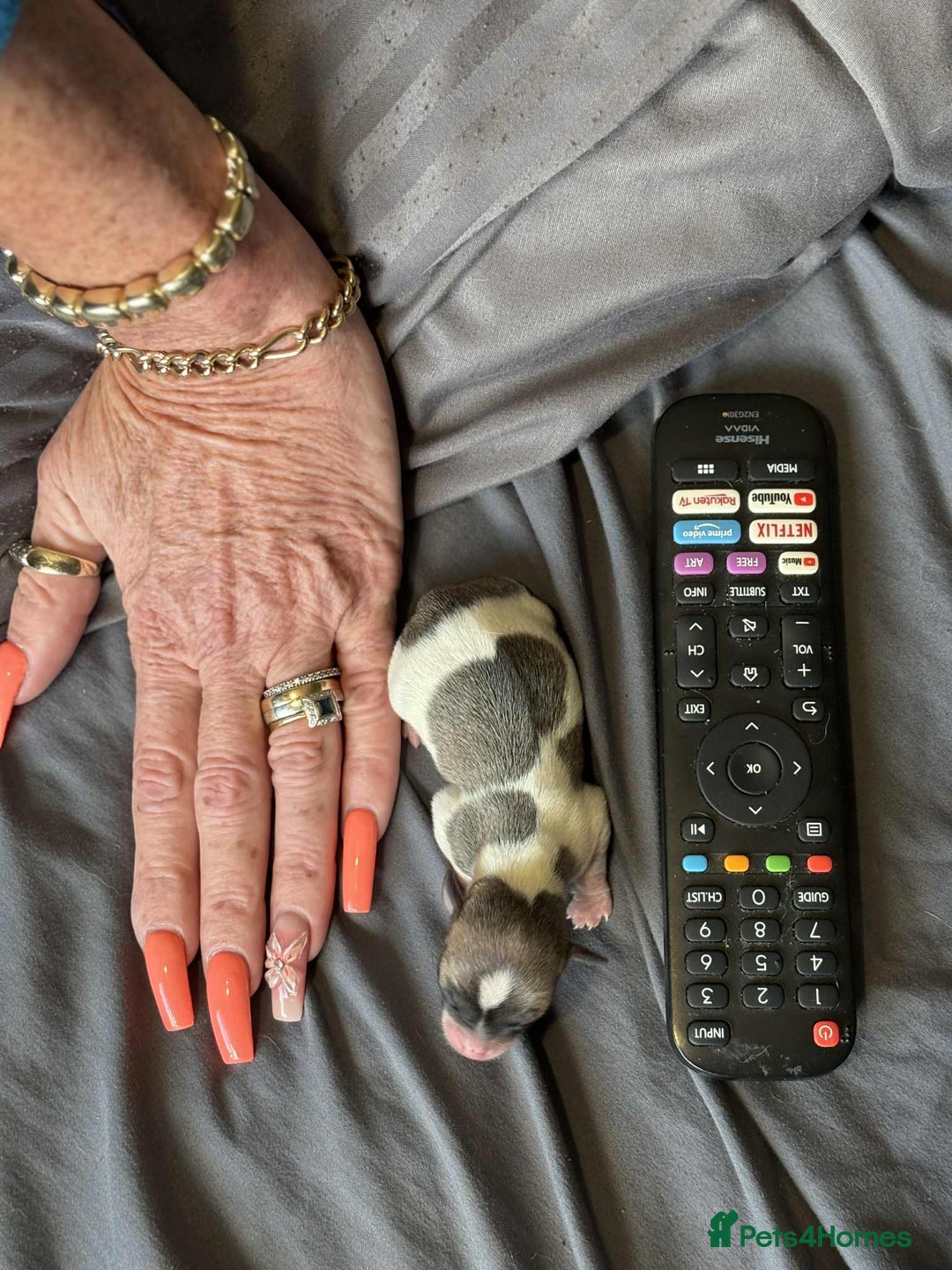 Chihuahua dogs for sale: Tiny ** Chihuahua Puppies for Sale  - Image 2