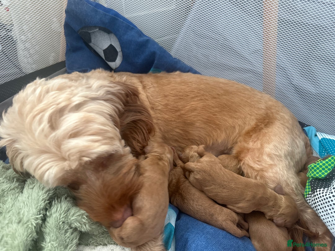 Cockapoo dogs for sale: Adorable F1B puppies born  - Image 2
