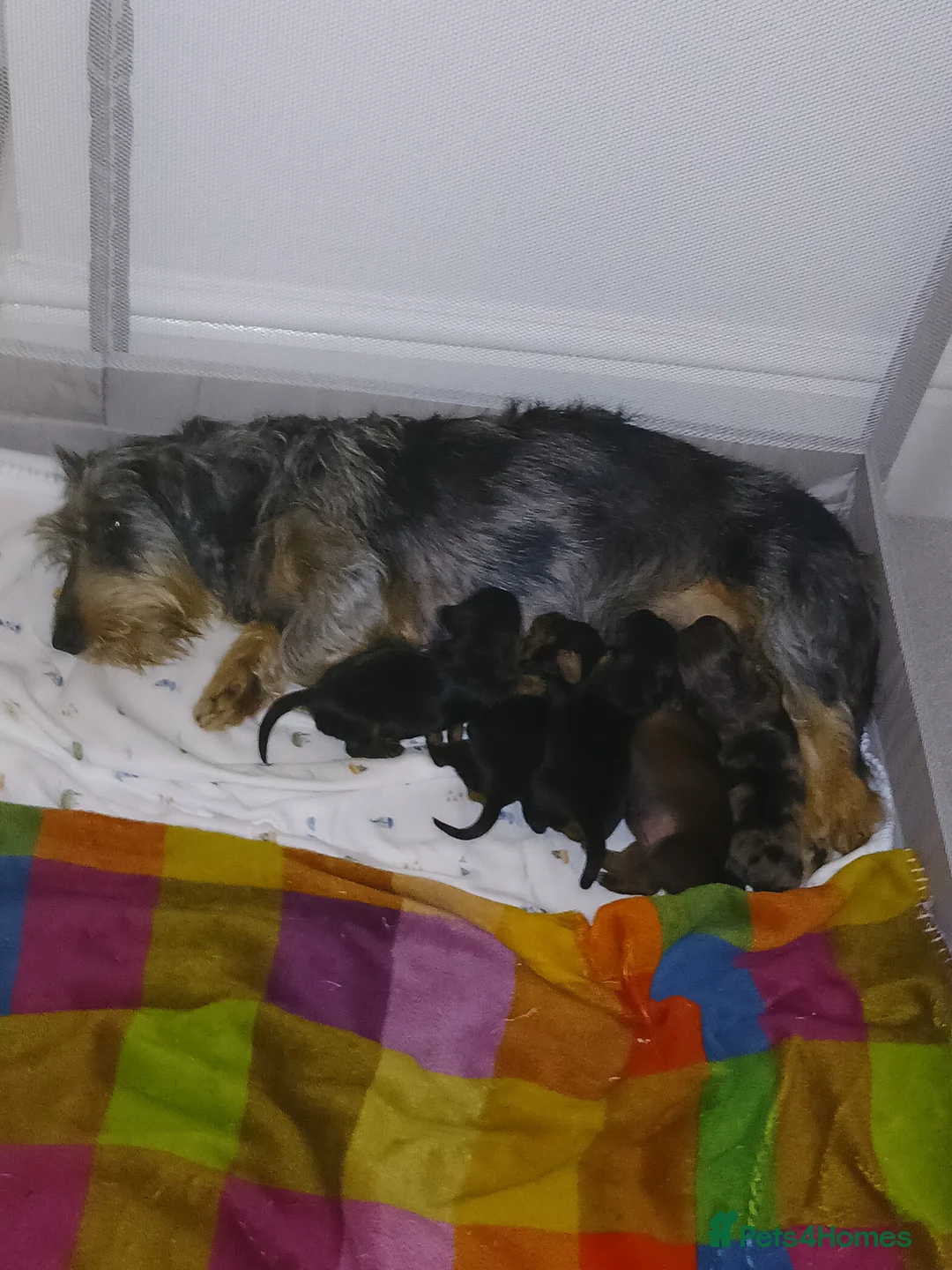 Miniature Dachshund dogs for sale: Miniature dachshunds - Advert 19