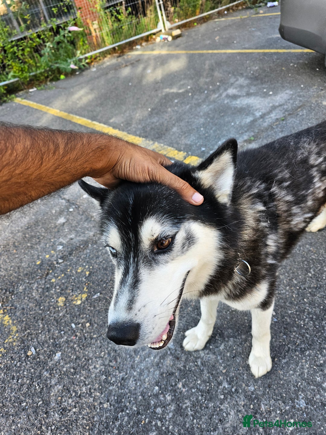 Siberian Husky dogs for sale: Multicolored eyes Husky for sale super friendly - Image 6