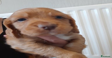 Cocker Spaniel dogs - Advert 10