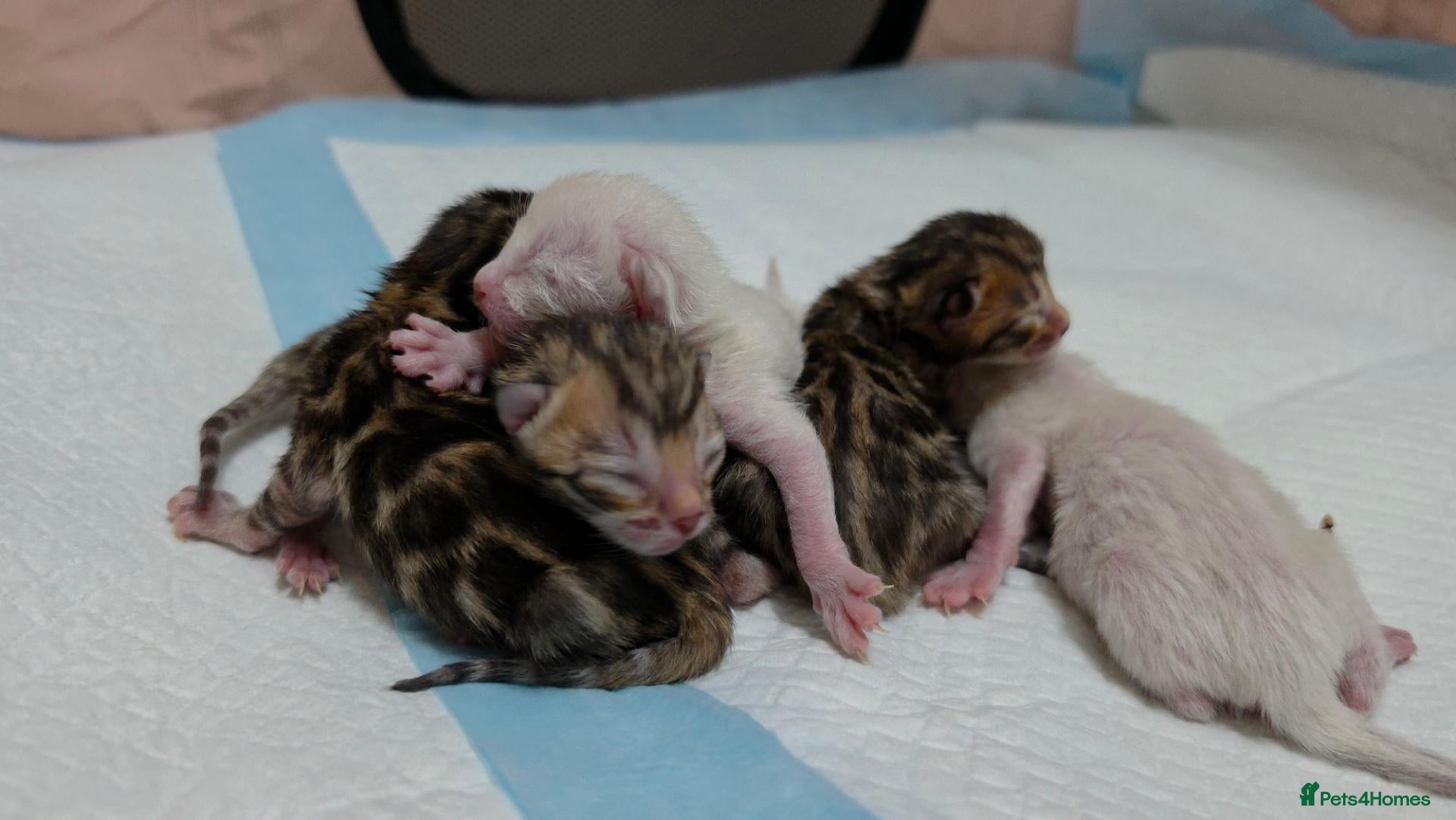 Bengal cats Exquisite Pedigree Bengal Kittens Waiting List - Advert 3