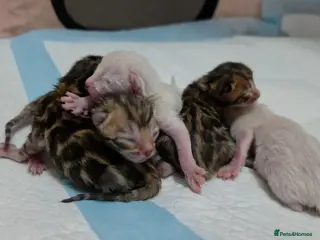 Bengal cats Exquisite Pedigree Bengal Kittens Waiting List - Advert 3