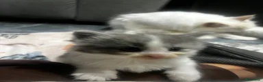 Ragdoll 4