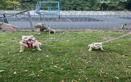 American Bully dogs for sale: American pocket bullys - Image 3