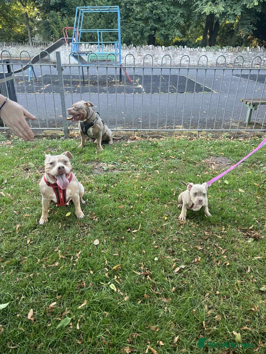 American Bully dogs for sale: American pocket bullys - Image 3