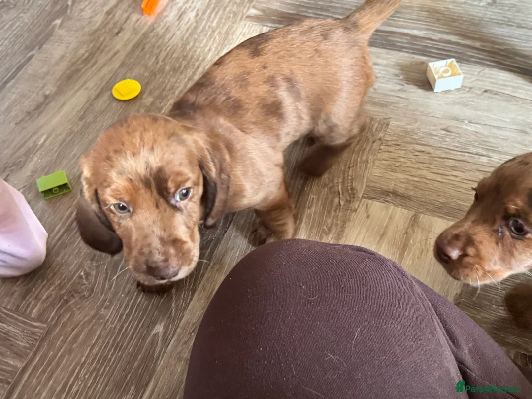Cocker Spaniel dogs for sale: Four gorgeous playful cocker spaniels  - Advert 6