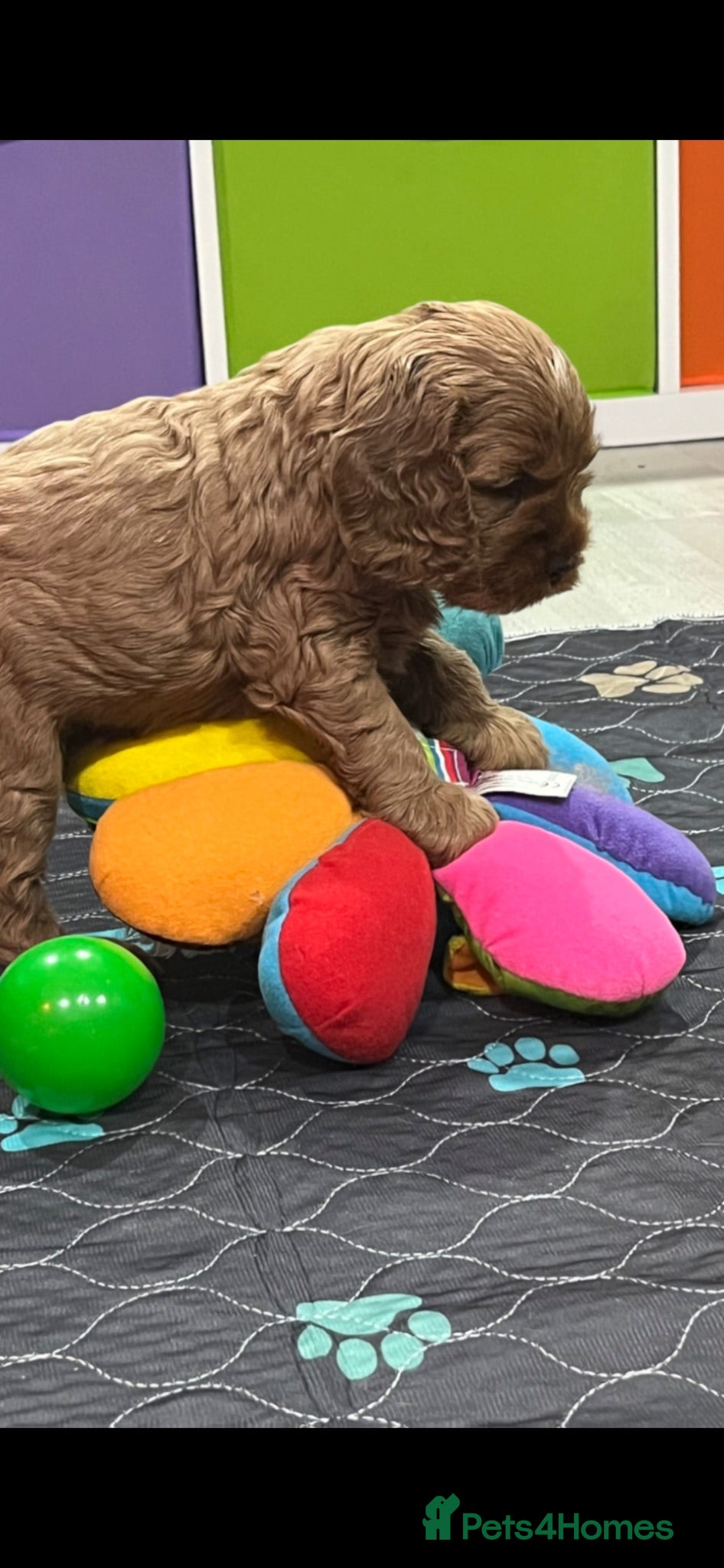 Cockapoo dogs STUNNING AMERICAN CAVAPOOS ( Yankee Doodles)  - Advert 2