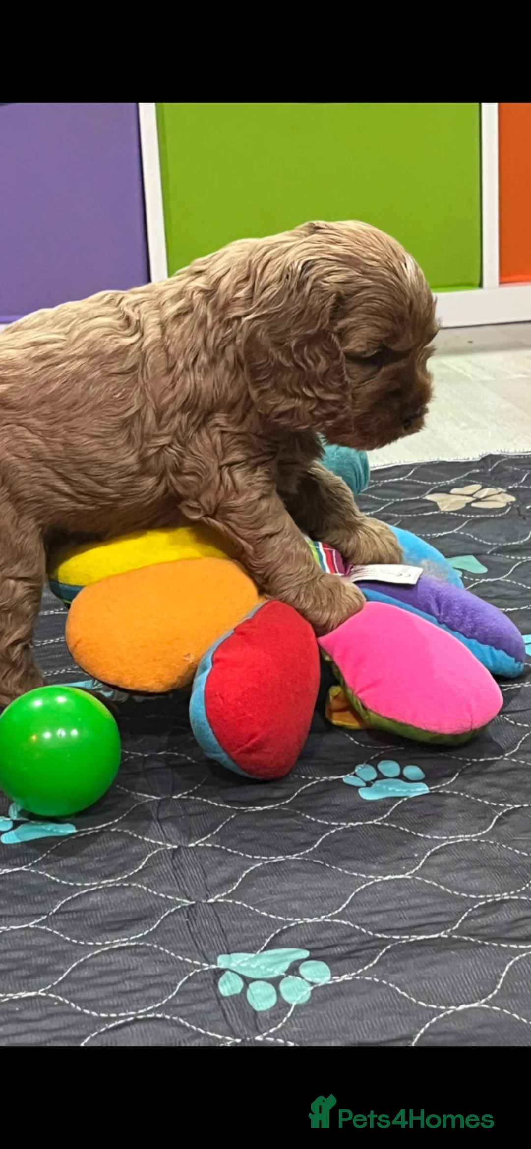Cockapoo dogs for sale: STUNNING AMERICAN COCKAPOO ( Yankee Doodles)  - Advert 2