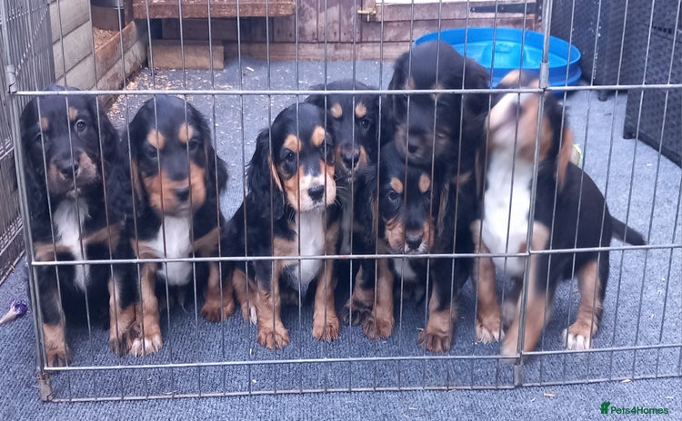Cocker Spaniel dogs - Advert 2