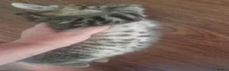 Mixed Breed cats for sale: Kittens need loving home  in Coventry - Advert 6