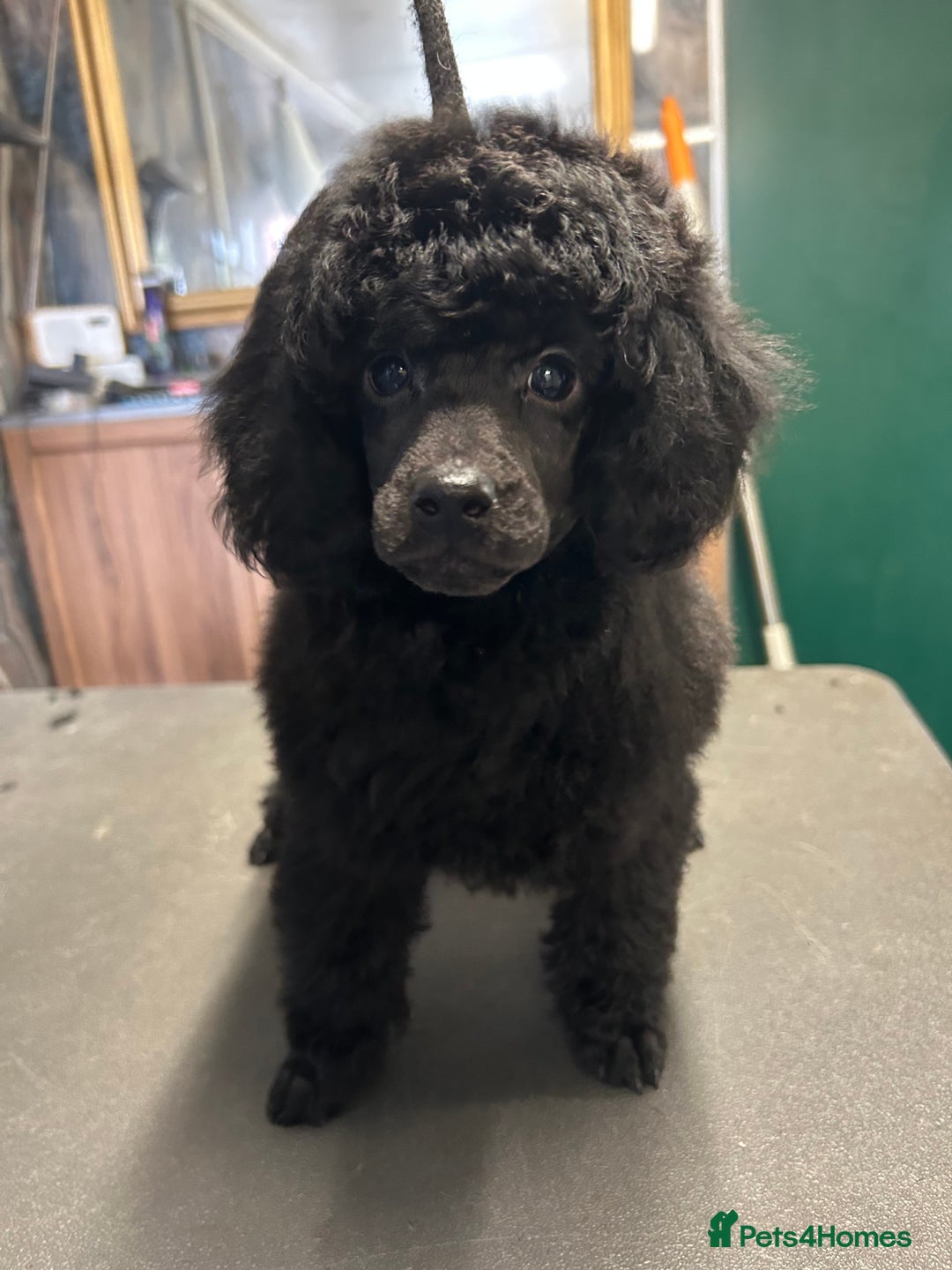 Standard Local Poodle Rescue Blue Poodle Puppies For Sale Silver