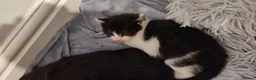 Mixed Breed cats for sale: Three Black and White Kittens - Advert 8