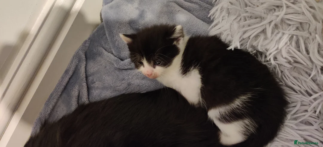 Mixed Breed cats for sale: Three Black and White Kittens - Advert 8