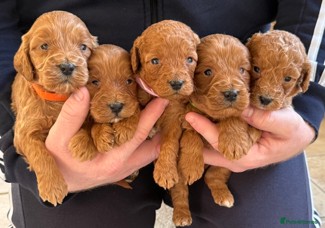 Cockapoo dogs for sale: F1 Toy cockapoo’s - Advert 1