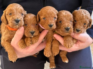 Cockapoo dogs F1 Toy cockapoo’s - Advert 1