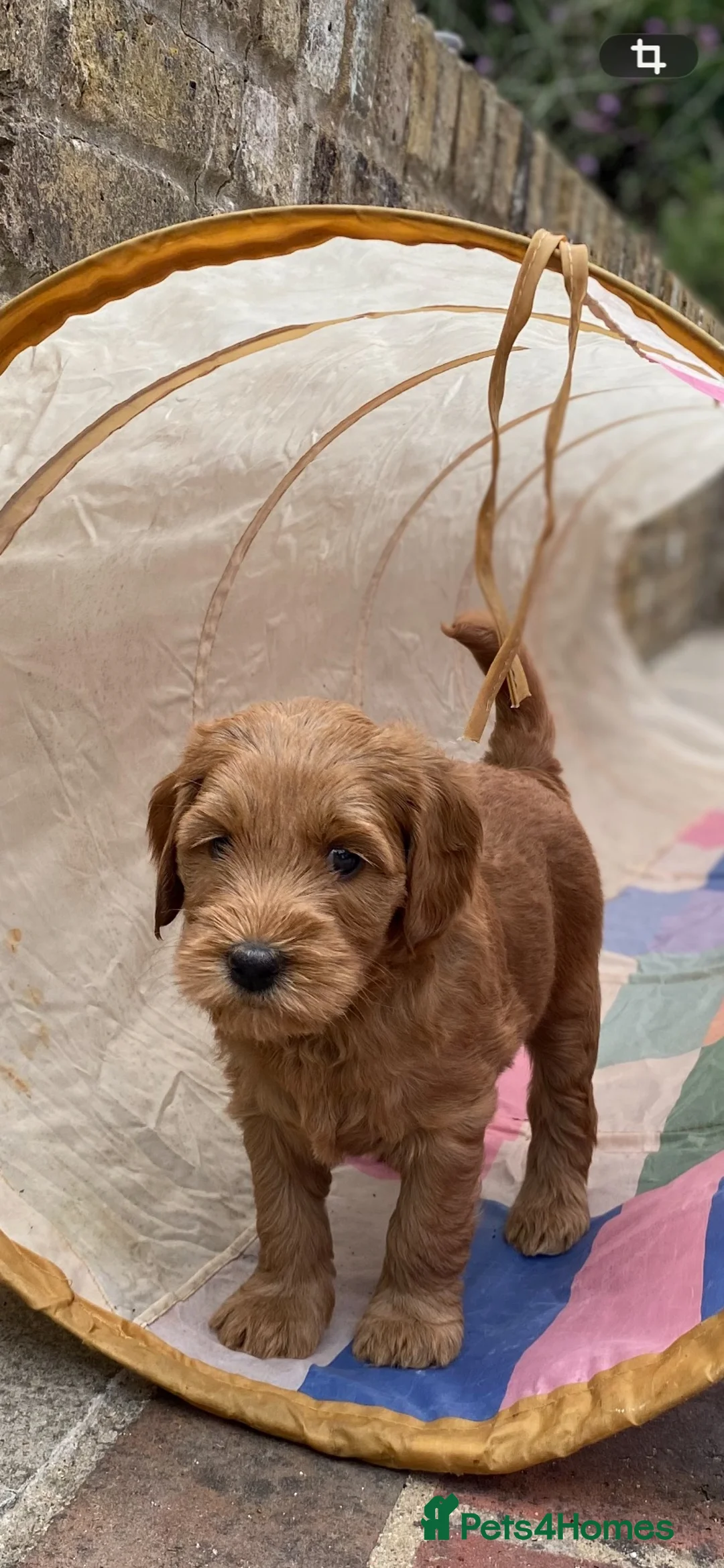 Australian Labradoodle dogs for sale: Australian labradoodles - Advert 2