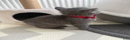 British Shorthair cats for sale: Scottish fold X British shorthair female kitten - Advert 9