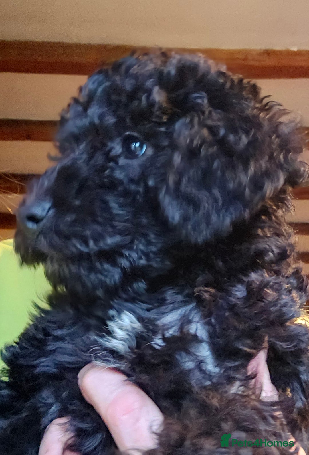 Mixed Breed dogs for sale: Bedlington x Minature Poodle  - Image 1