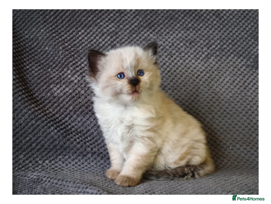 Ragdoll cats for sale: Ragdoll  - Advert 6