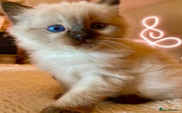 Ragdoll cats for sale: Gorgeous Ragdoll boy - Image 4