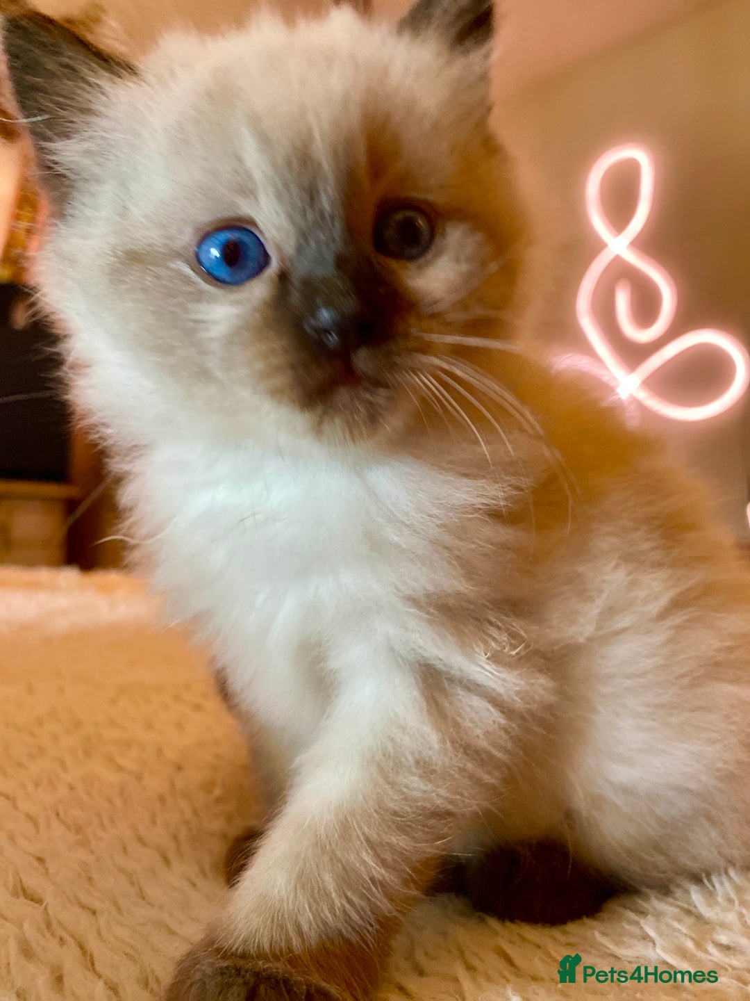 Ragdoll cats for sale: Gorgeous Ragdoll boy - Image 4
