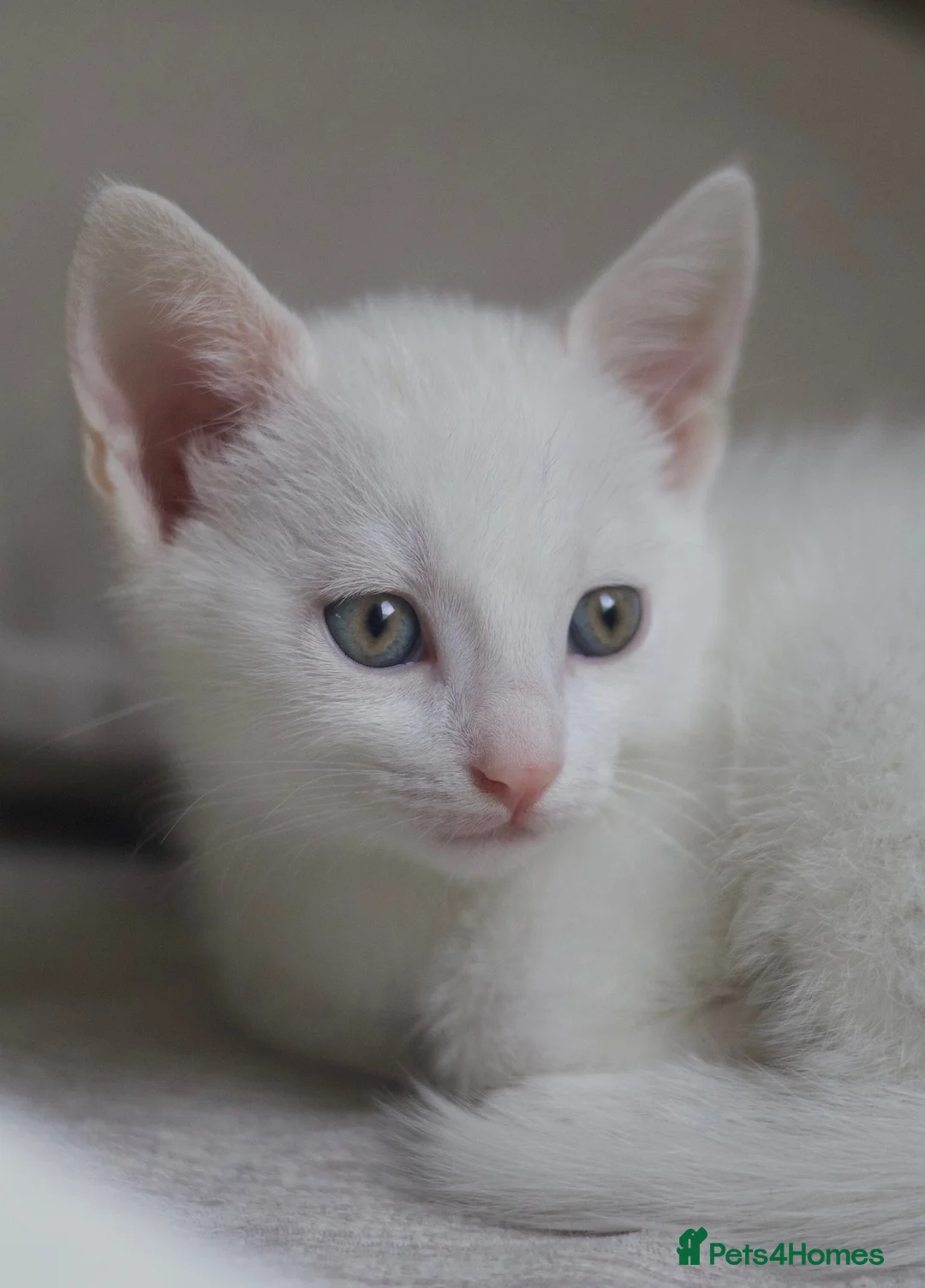Mixed Breed cats for sale: Four Beautiful Kittens for sales  - Advert 2