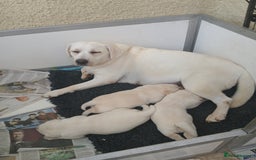 Labrador Retriever dogs for sale: Top quality yellow girls - Image 6