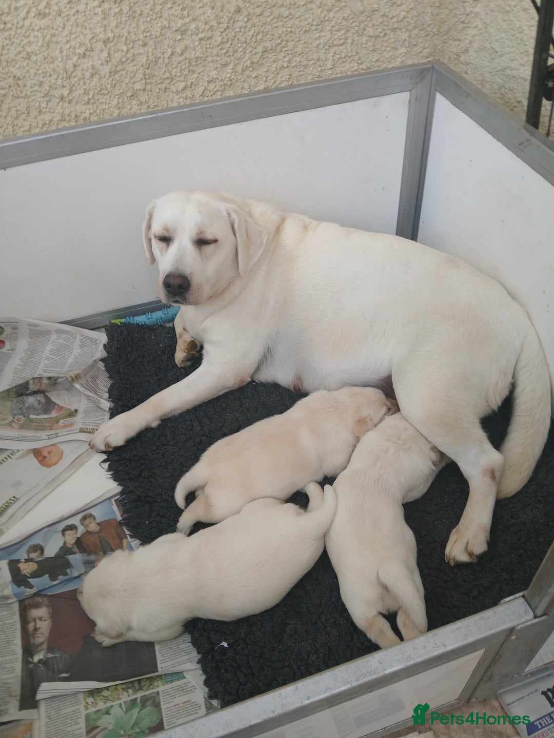 Labrador Retriever dogs for sale: Top quality yellow girls - Image 6