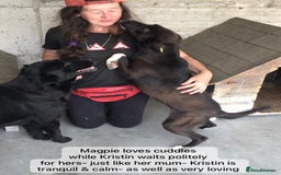Mixed Breed dogs for adoption: Kristen, 1 yr approx. Available for adoption. in Brixham - Image 16