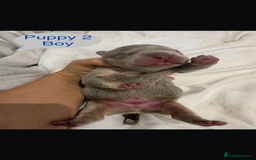 Mixed Breed dogs for sale: French chow puppies  - Image 4