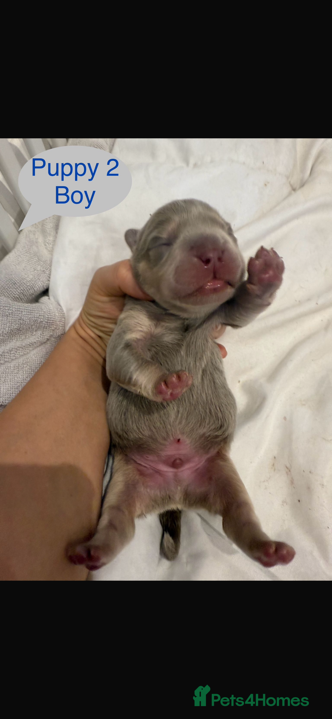 Mixed Breed dogs for sale: French chow puppies  - Image 4