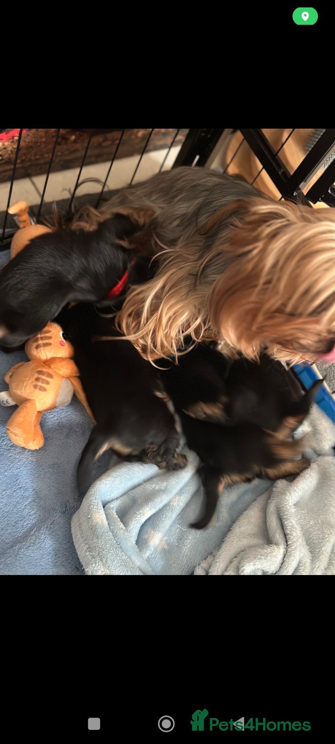 Yorkshire Terrier dogs for sale: Miniature Yorkie Puppies – Boy and Girl - Advert 14