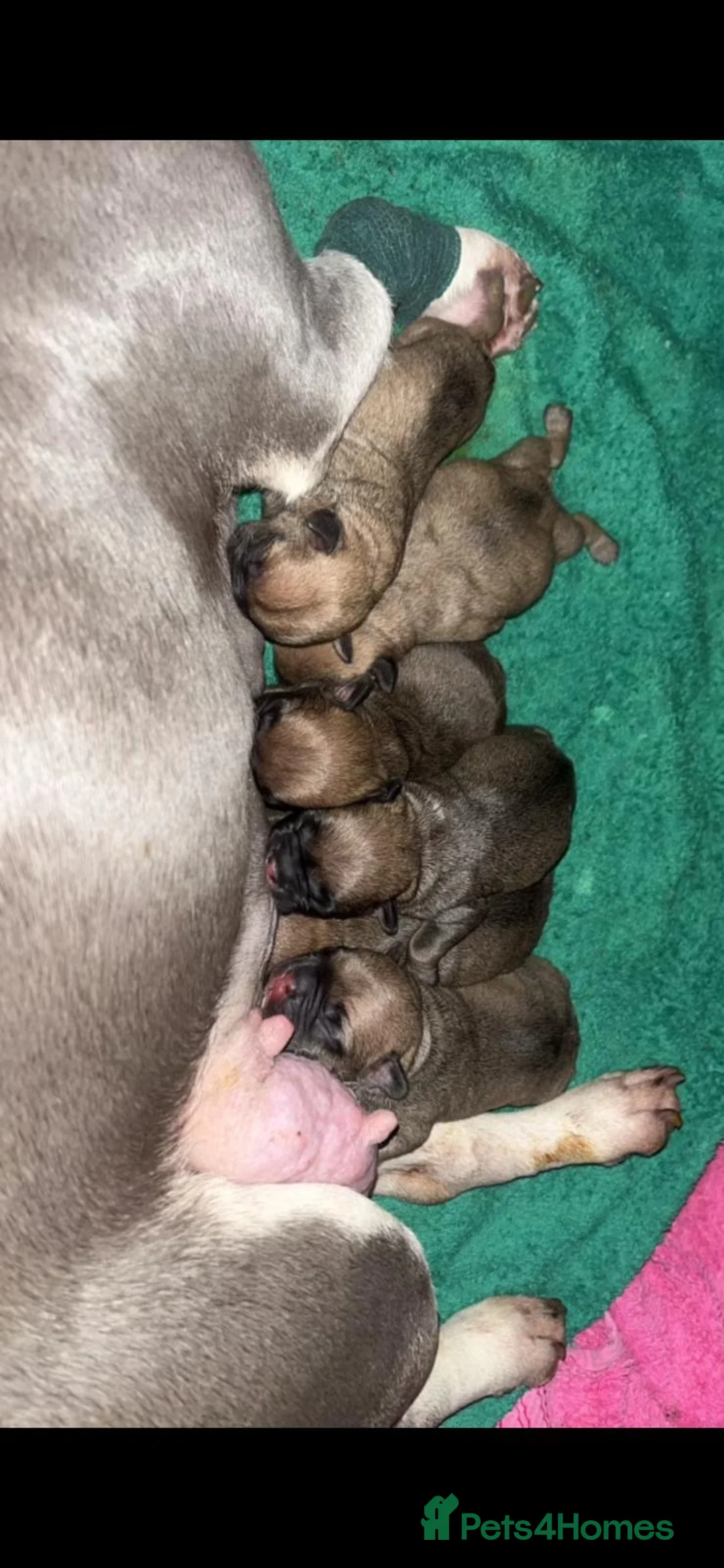 French Bulldog dogs for stud: Denzel- Open for Stud- PROVEN. Son of Super Ted  in Gillingham - Advert 18