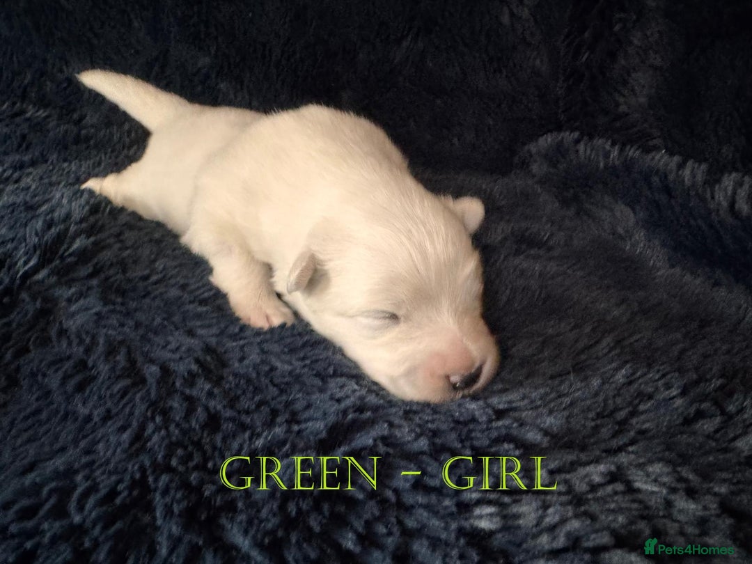 Samoyed dogs for sale: 🌟 Exceptional KC bear-faced Samoyed pups 🌟 - Advert 19