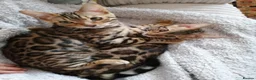 Bengal cats for sale: 💖💙 Gorgeous Bengal Kitten Ready For Thier Homes - Advert 4