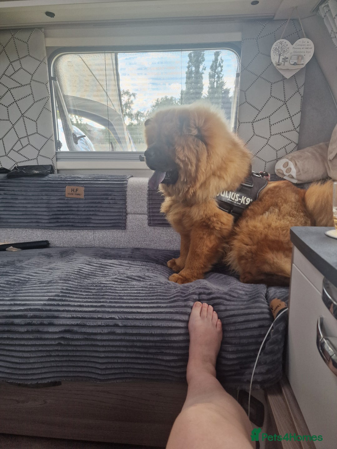Chow Chow dogs for sale: Chow chow - Image 4